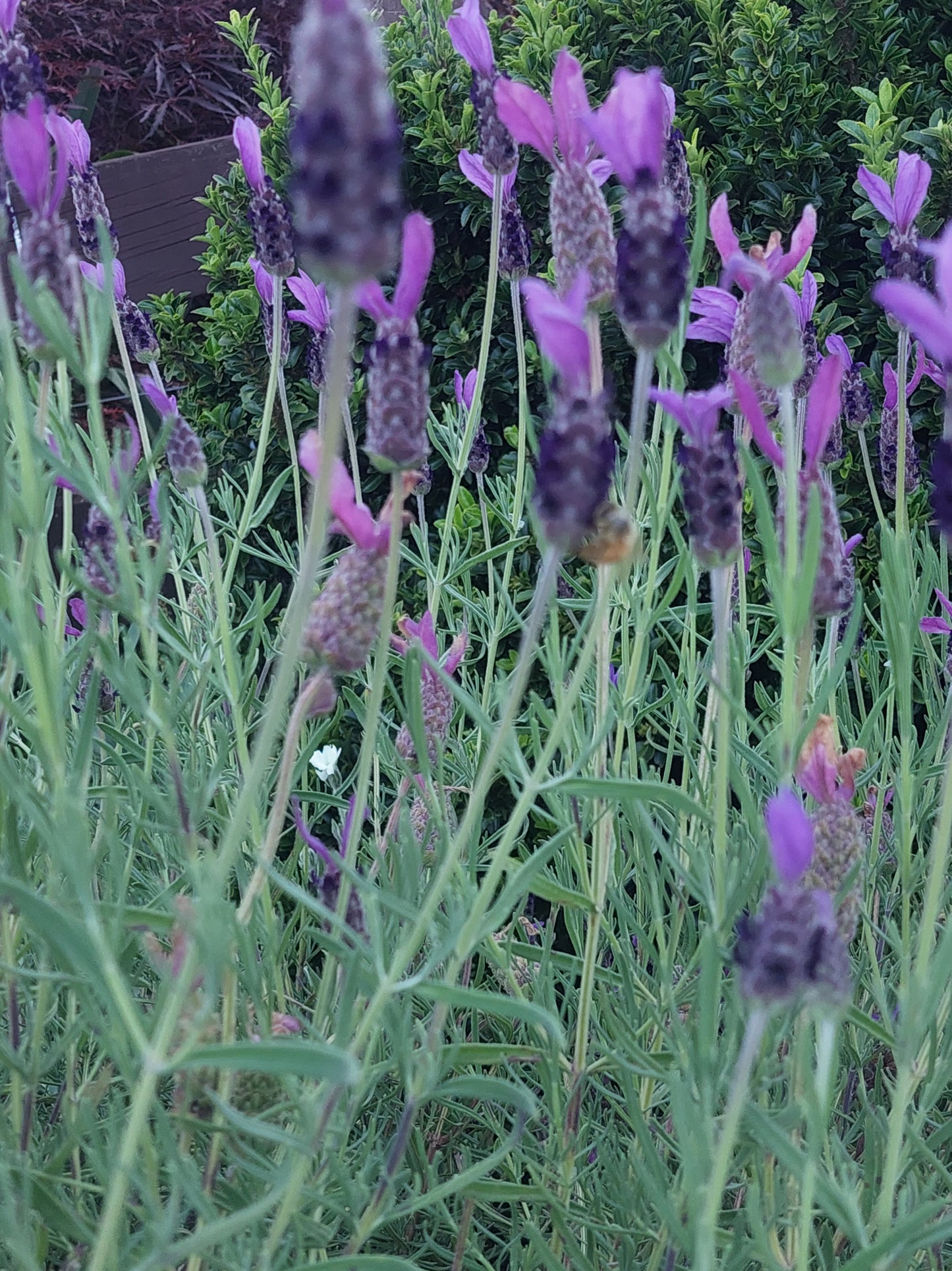 Purple Lavender "Fathead"