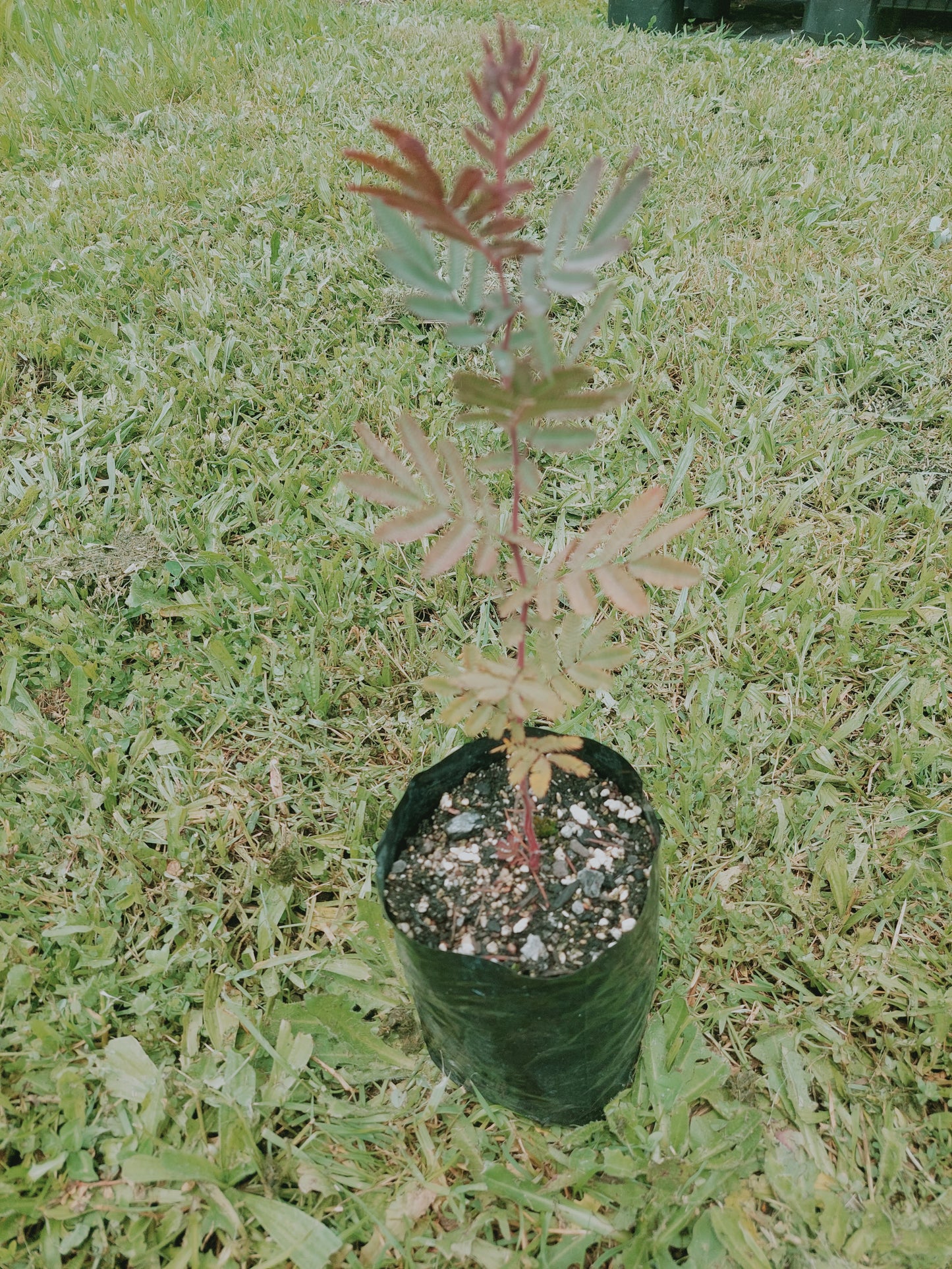 Acacia baileyana Purpurea - Wattle tree