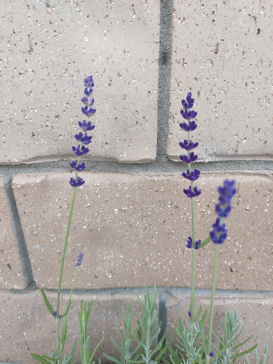 Lavender Hidcote