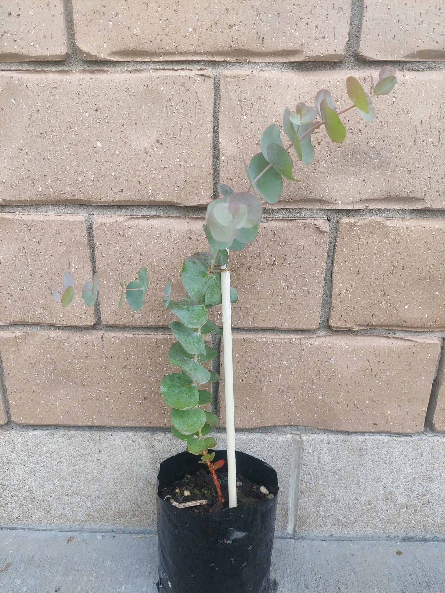 Silver dollar eucalyptus