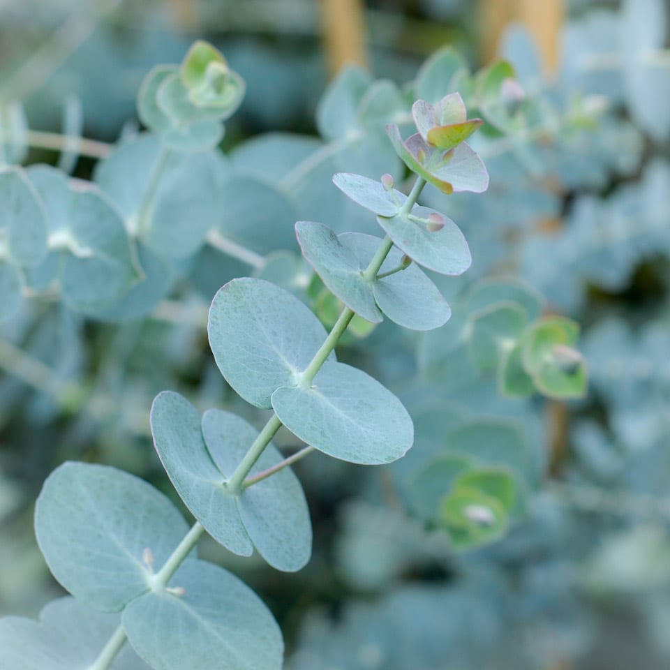 Silver dollar eucalyptus
