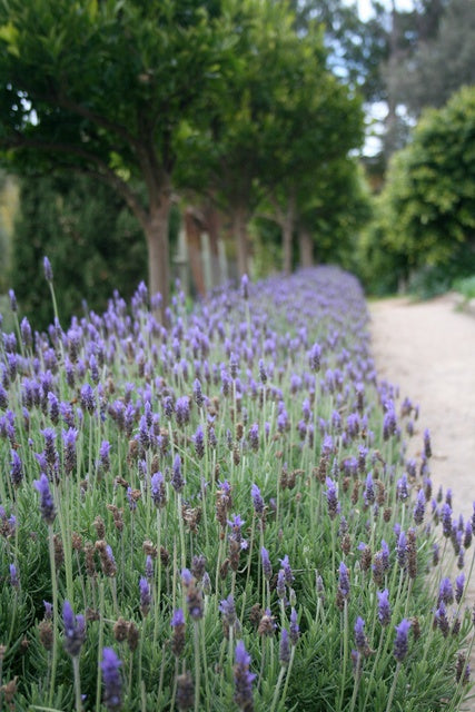 French Lavender Dentata