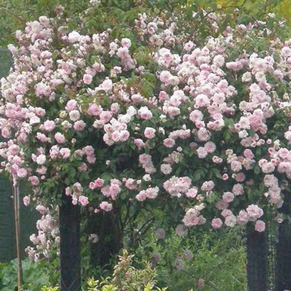 Cecile bruner white climbing rose