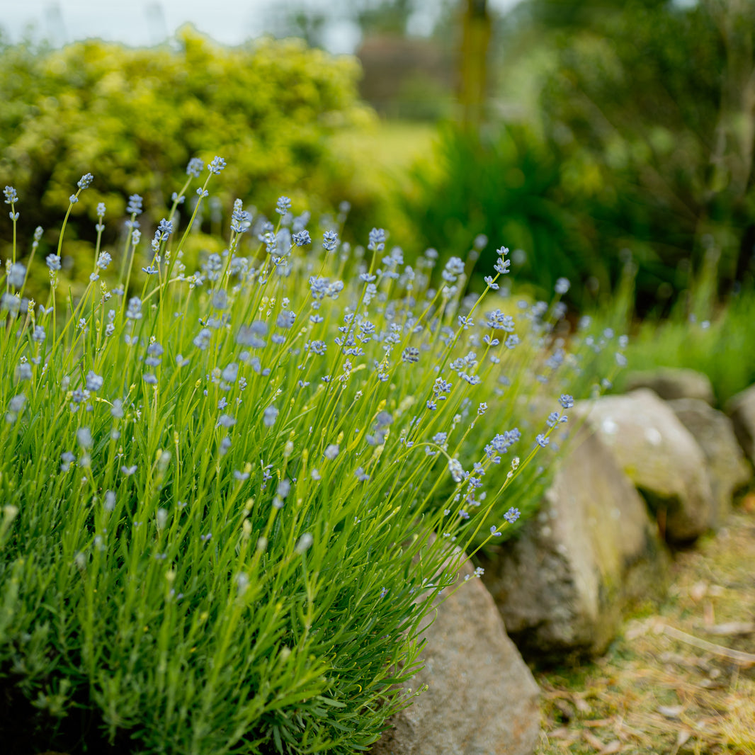 Angustifolia- English Lavender – Whyte Light