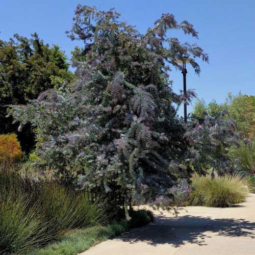 Acacia baileyana Purpurea - Wattle tree