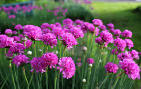 Armeria hot pink