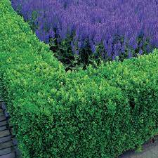 Buxus (Semperviren) - English box hedge