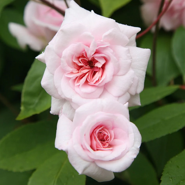 Cecile bruner white climbing rose