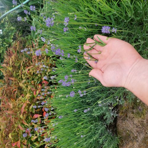 Lavender Tea Bundle