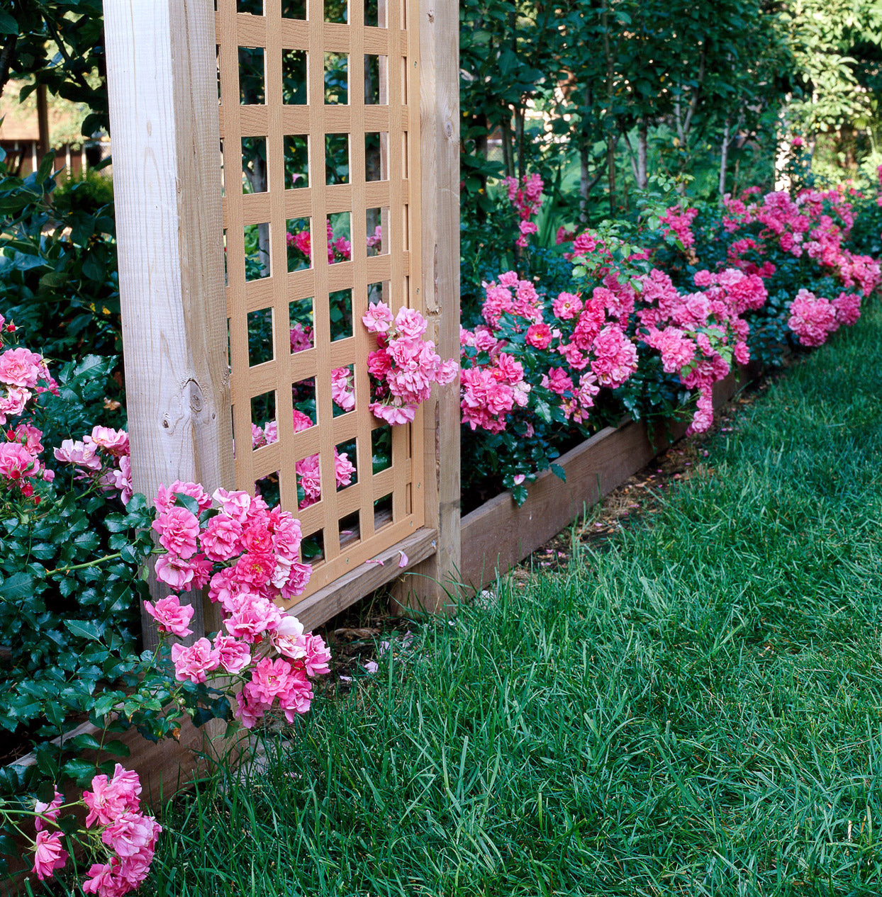 Carpet roses