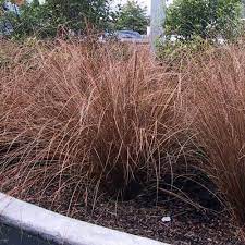 Carex red ornamental grass