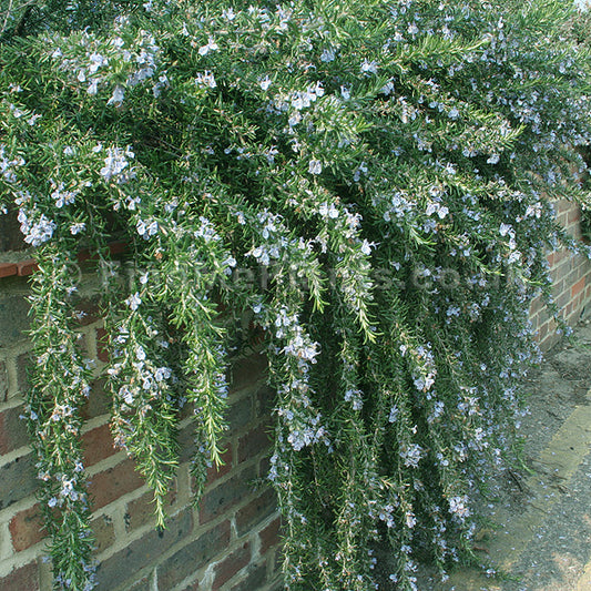 Rosemary Prostrata