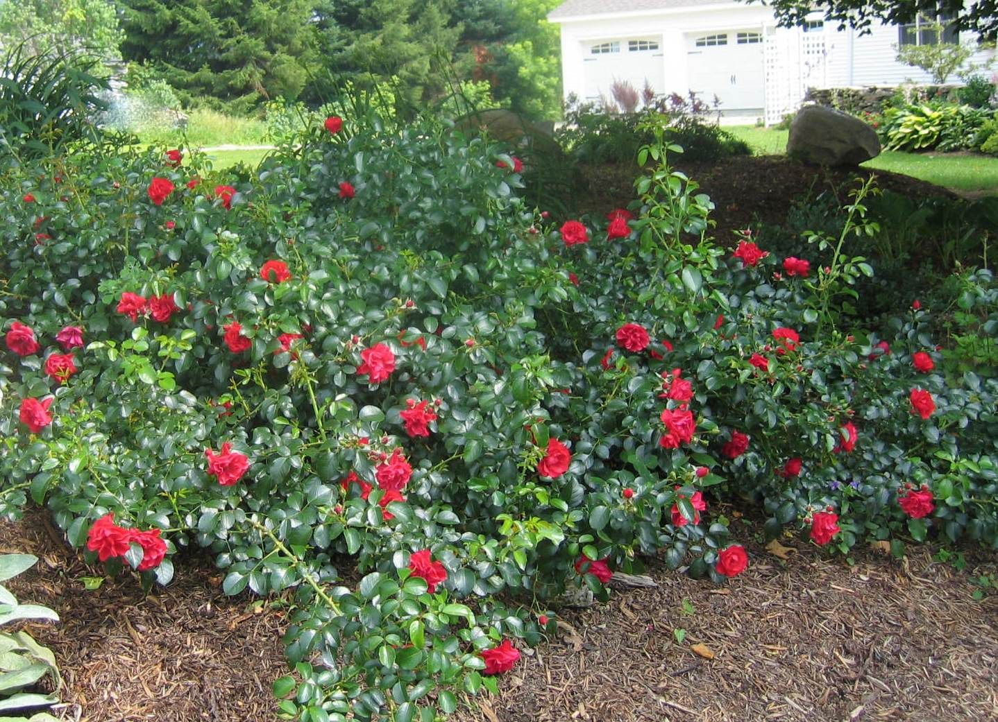 Carpet roses